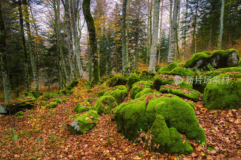 Irati forest，潘普洛纳，纳瓦拉，西班牙。